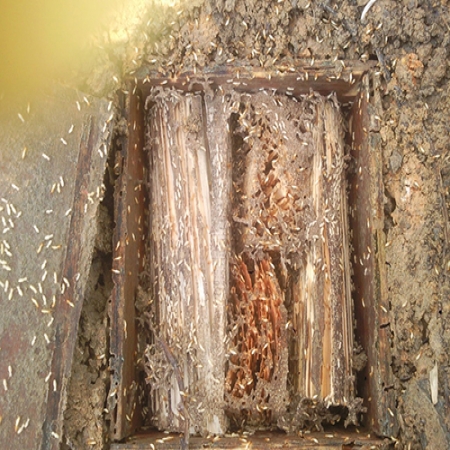 江門白蟻防治 江門白蟻防治