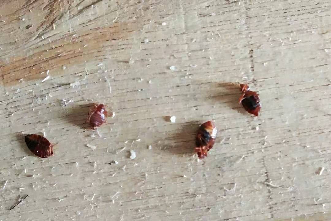 連南殺蟲以效果來看成果【殺蟲機(jī)構(gòu)】