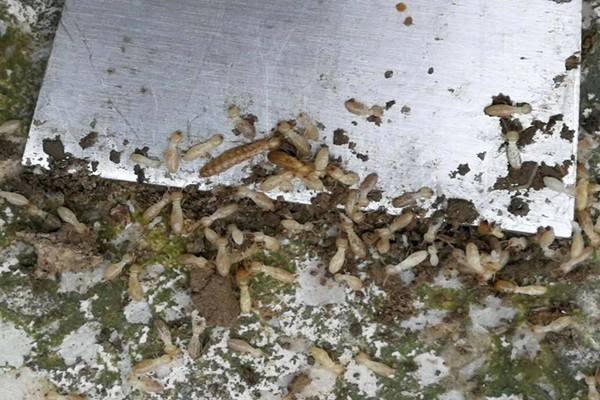 珠海中山別墅防治白蟻廠家-咨詢這家 珠海中山別墅防治白蟻廠家-咨詢這家