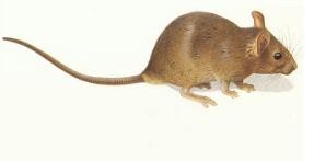 珠海中山附近殺蟲滅鼠公司報(bào)價(jià)