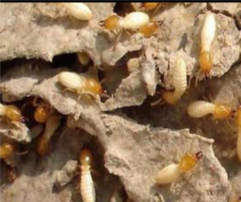 珠海家庭除蟲(chóng)滅鼠機(jī)構(gòu) 珠海家庭除蟲(chóng)滅鼠機(jī)構(gòu)