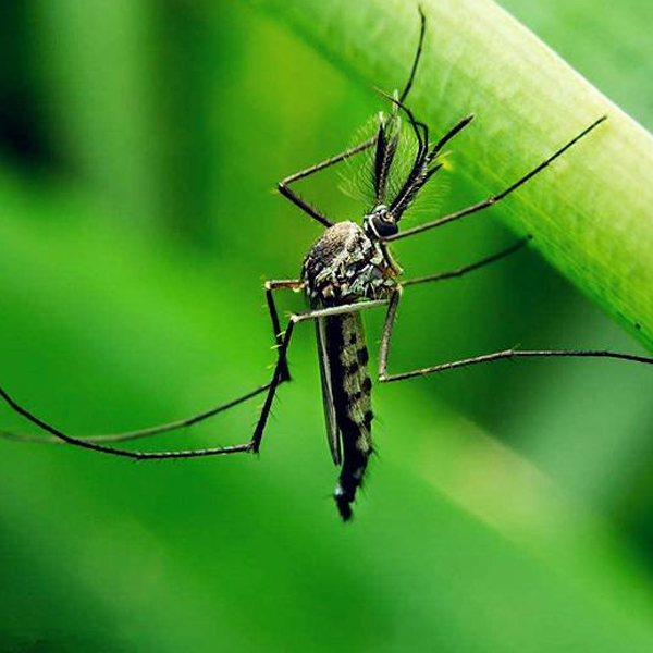 珠海專業(yè)除蟲 珠海專業(yè)除蟲