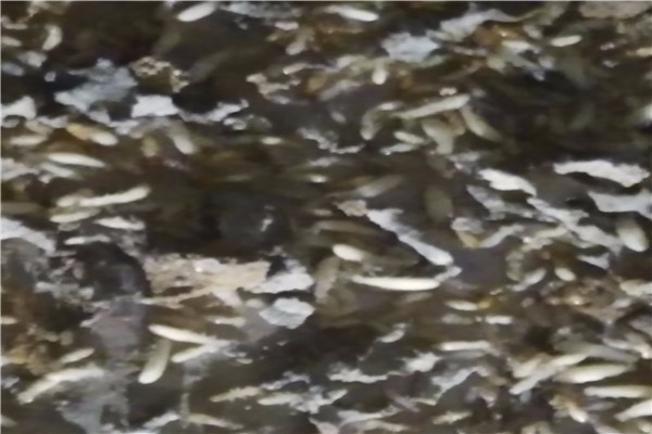 珠海廠區(qū)白蟻預防可靠選擇滅白蟻公司【白蟻治理】 珠海廠區(qū)白蟻預防可靠選擇滅白蟻公司【白蟻治理】