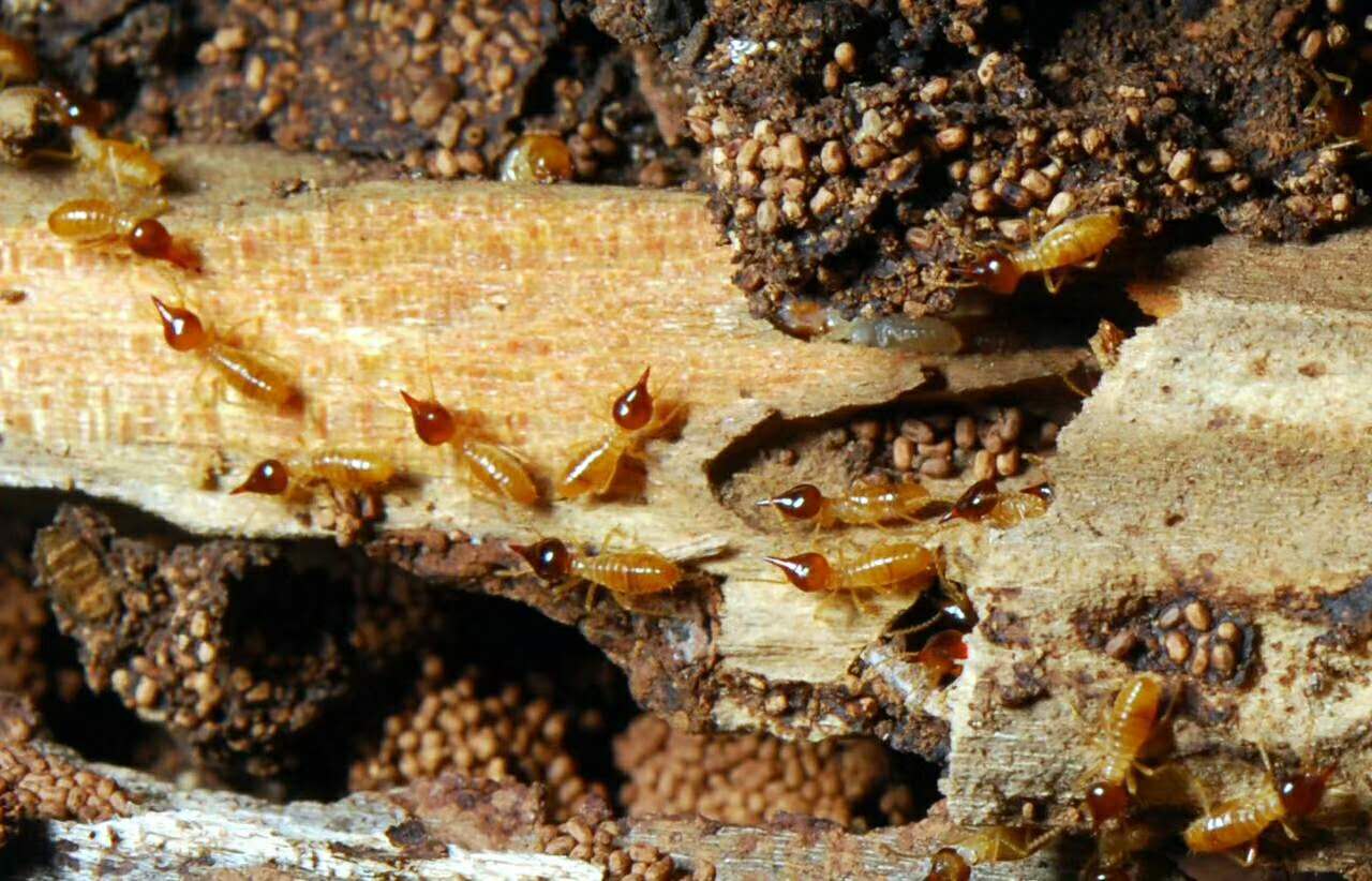 珠海白蟻防治 珠海白蟻防治