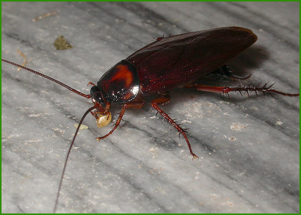 珠海專業(yè)殺蟲(chóng)殺蟑螂