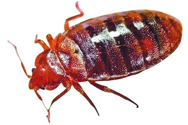 珠海香洲殺蟲滅鼠哪個(gè)好