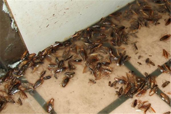 珠海香洲殺蟲滅鼠哪個(gè)好